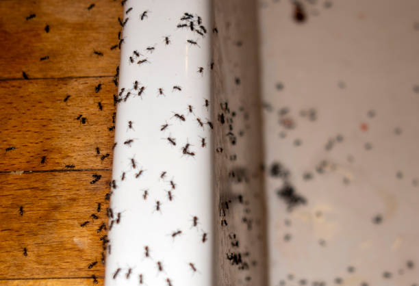 Pest Control for Restaurants in Juno Beach, FL